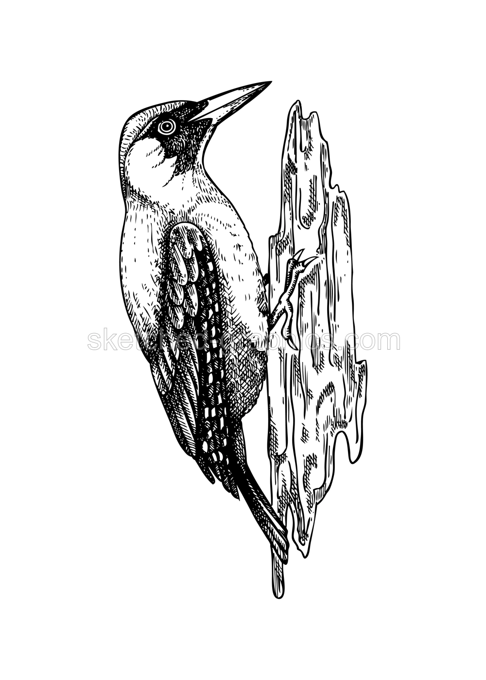 Woodpecker vector sketch. Hand drawn wildlife illustration. Forest bird in engraved style. NOT AI generated Illustration
